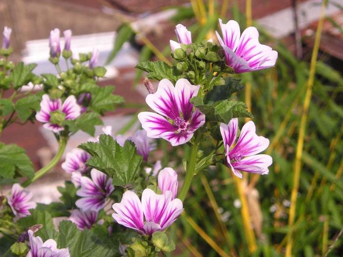 Lavatera trimestris