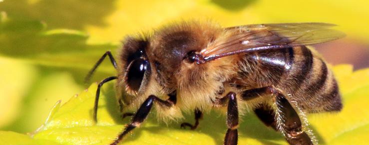Aphis mellifera - medonosna pčela