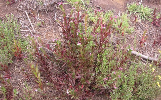 Epilobium sp. invazivni korov koji se brzo širi i teško suzbija