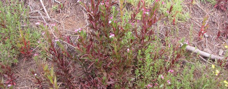 Epilobium ciliatum invazivna korovska vrsta