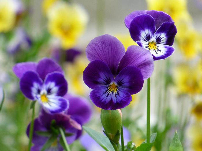 Viola tricolor (Maćuhica)