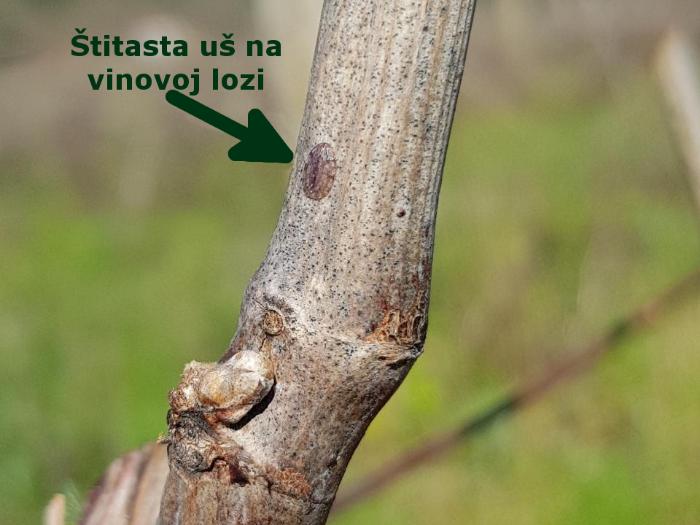 Štitasta uš na vinovoj lozi