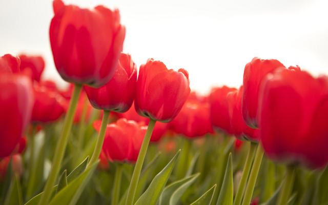 Tulipan - vjesnik proljeća koji se sadi u jesen
