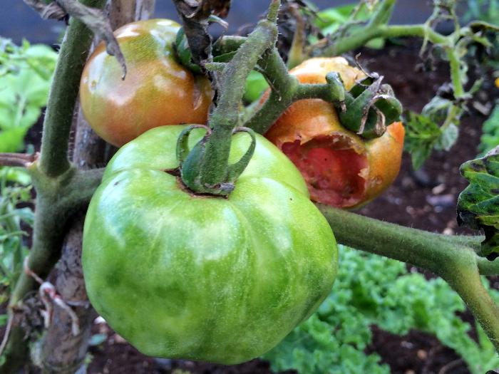 Tomato spotted wilt virus (TSWV)