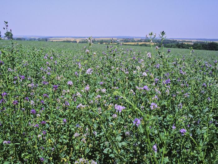 Polje lucerne