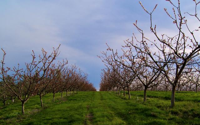 Ekološka zaštita voćaka