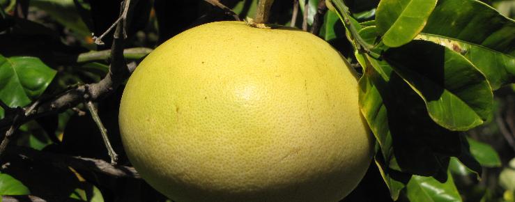 Citrus maxima, pomelo