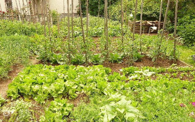 Obiteljski povrtnjak bez kemije