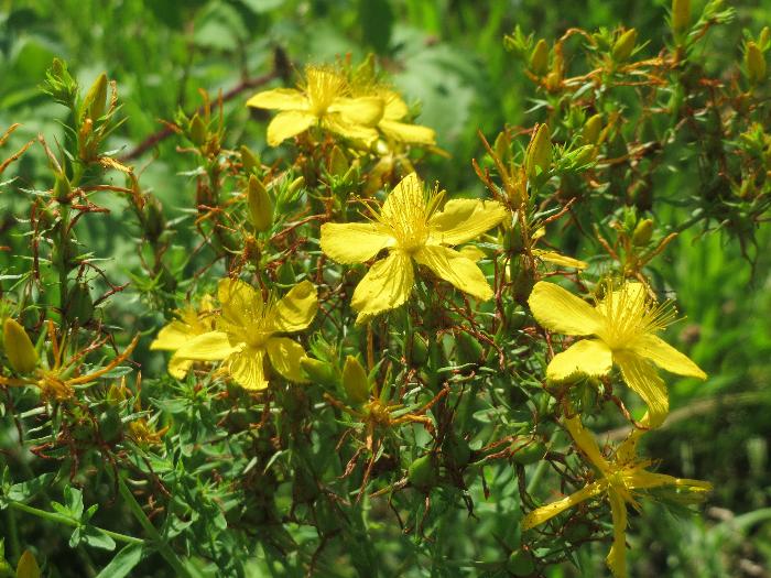 Hypericum perforatum