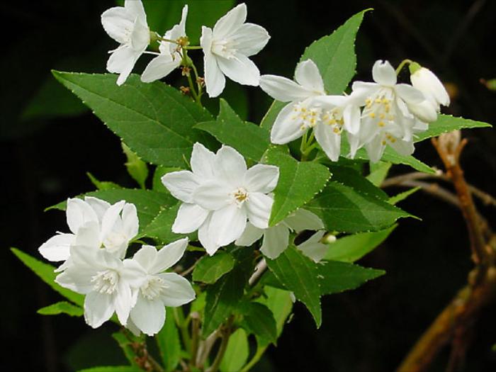 Vitka deucija (Deutzia gracilis)