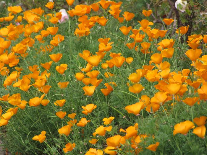 Eschscholzia californica