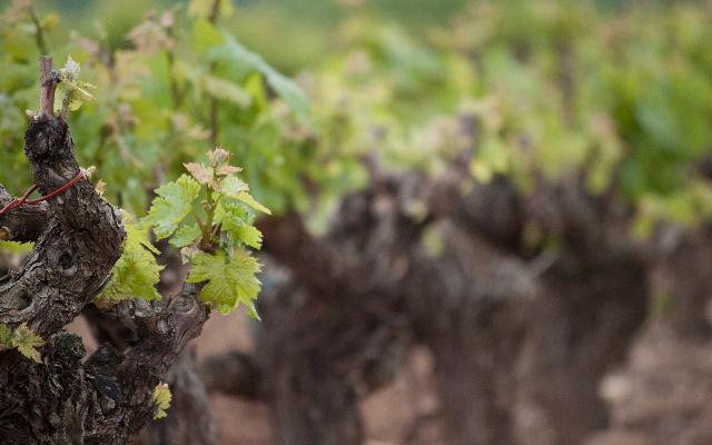 Preporuke vinogradarima - zaštita u mjesecu travnju