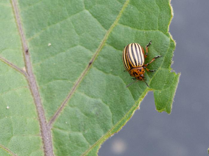 Odrasli oblik (imago)